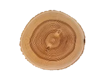 Дерево4